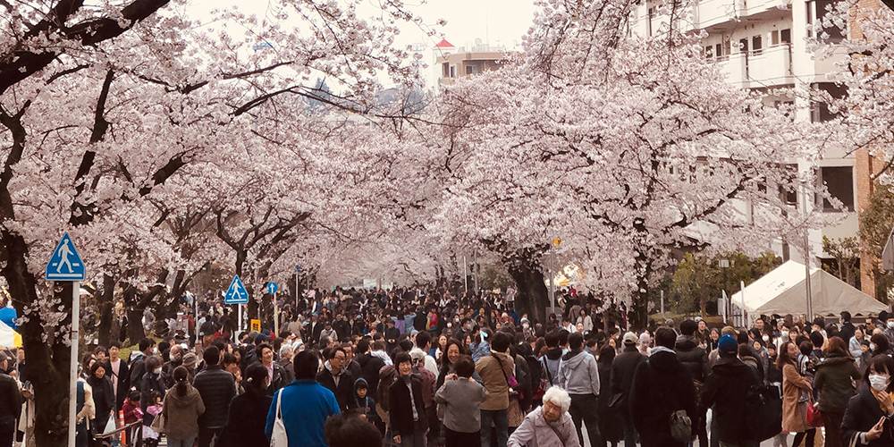 年に一度、田園都市線・宮崎台駅がめっちゃ人出あふれかえる日。桜まつり2019が大盛況でした。
